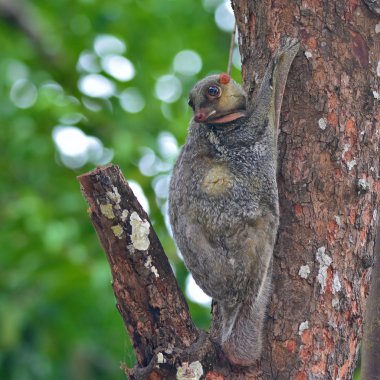 uçan lemuru
