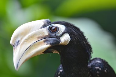 oryantal alaca Kartallar