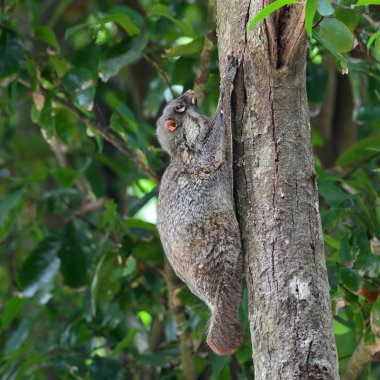 Flying Lemur clipart