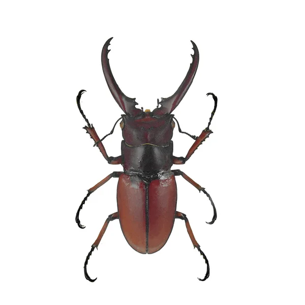 Kırmızı beetle — Stok fotoğraf