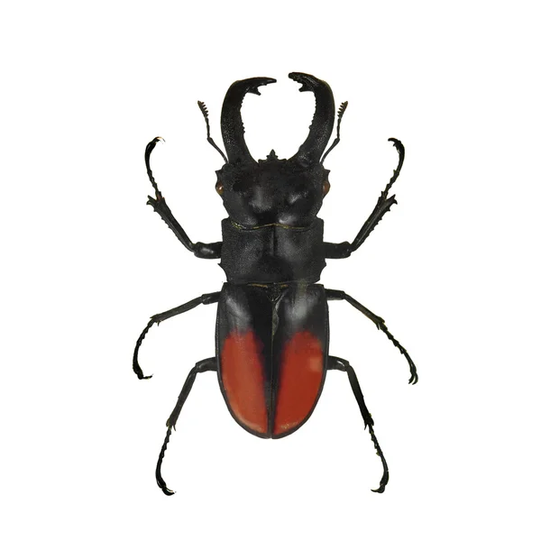 Escarabajo negro — Foto de Stock