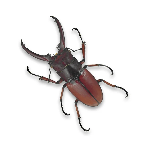 Kırmızı beetle — Stok fotoğraf