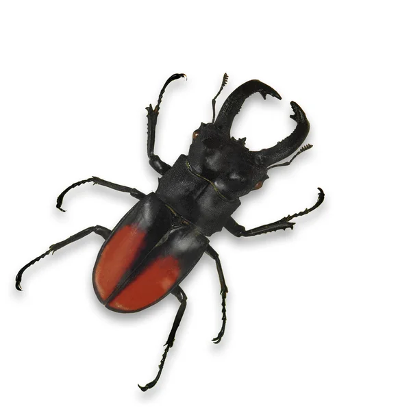 Black beetle — Stock Photo, Image