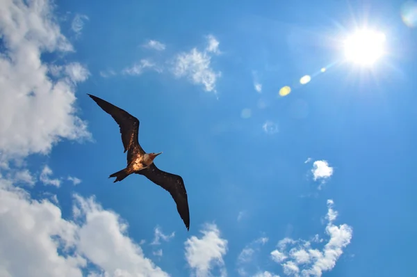 Menos Frigatebird — Fotografia de Stock