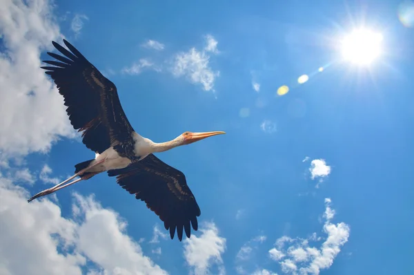 Painted Stork — Stock Photo, Image