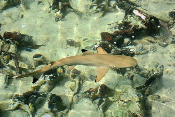 Blacktip reef shark — Stock Photo, Image