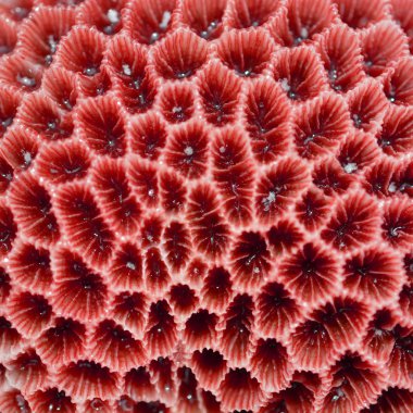 coral Texture clipart