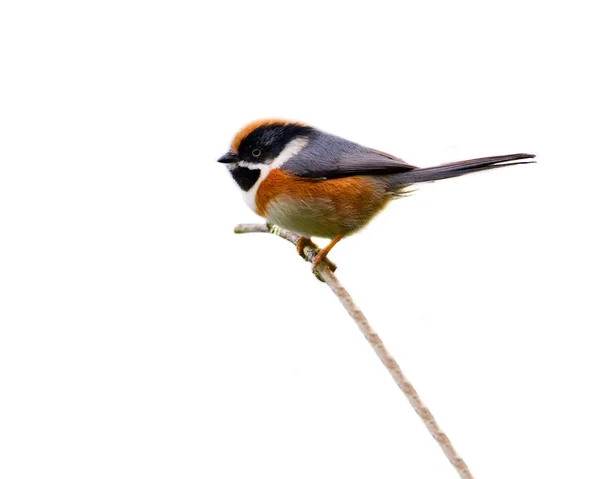 Серпокрилець чорний Bushtit — стокове фото