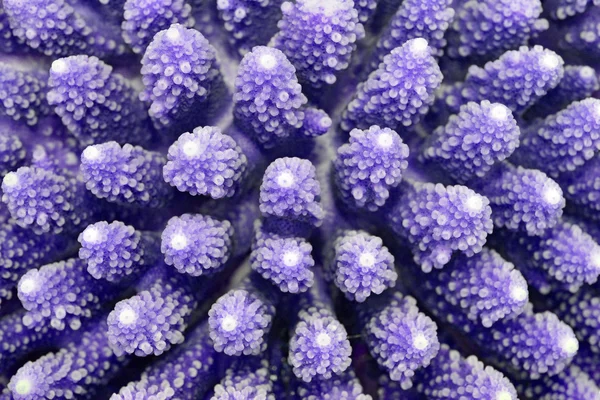 Texture corail — Photo