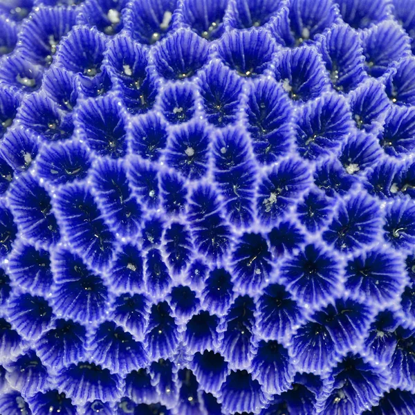 Coral Texture — Stock Photo, Image