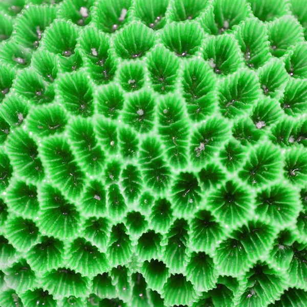Коралловая текстура — стоковое фото