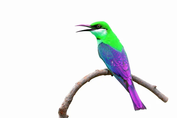 Kleurrijke vogel — Stockfoto