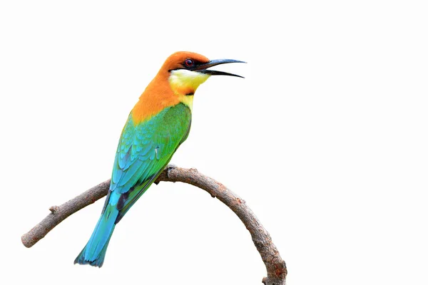 Bee eater ptak — Zdjęcie stockowe