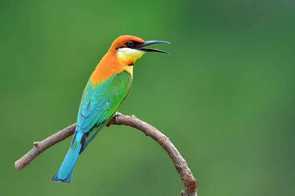 Abeja comedora pájaro —  Fotos de Stock