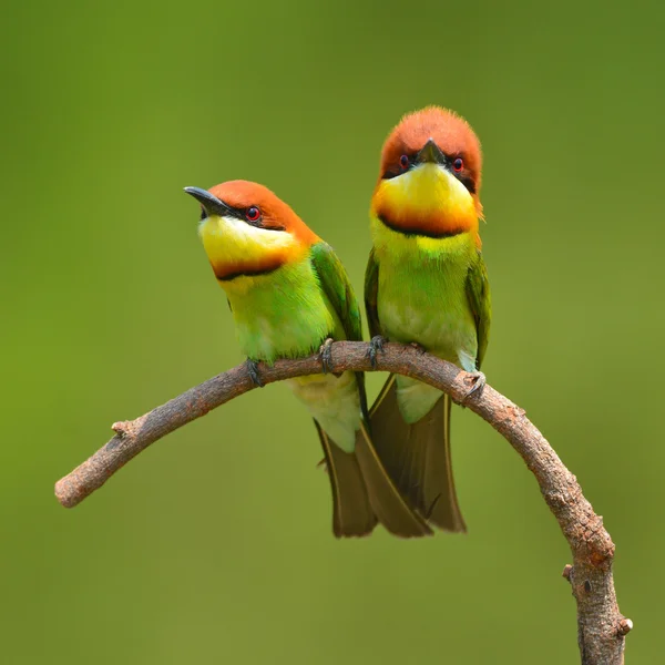 Abeja comedora pájaro — Foto de Stock