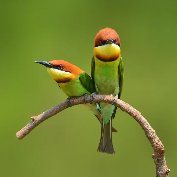 Bee Eater Bird — стоковое фото