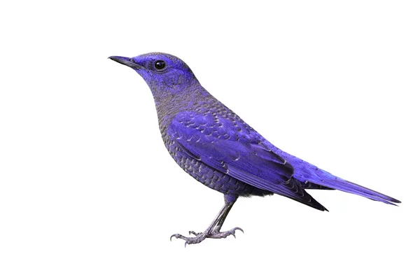 Purple bird — Stok fotoğraf