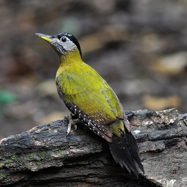 Grey-headed Woodpecker bird — Stock Photo, Image