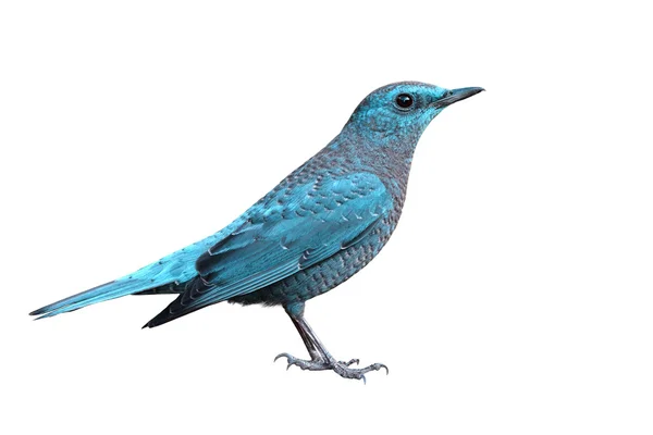 Blue Rock-Thrush bird — Stock Photo, Image