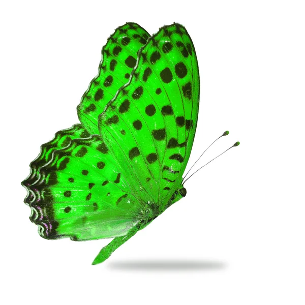 Green butterfly — Stock Photo, Image