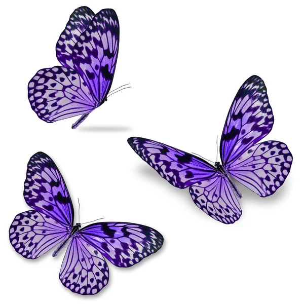 Purple butterfly — Stock Photo, Image