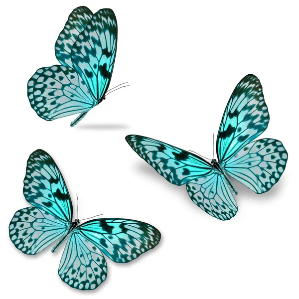 Mariposa azul — Foto de Stock