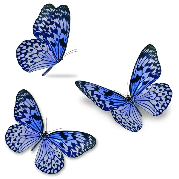 Blue butterfly — Stock Photo, Image