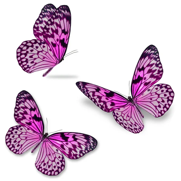 Pink butterfly — Stock Photo, Image