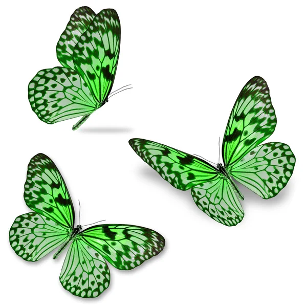 Green butterfly — Stock Photo, Image