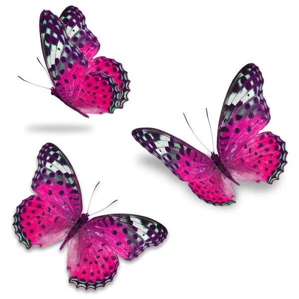 粉色蝴蝶 — 图库照片
