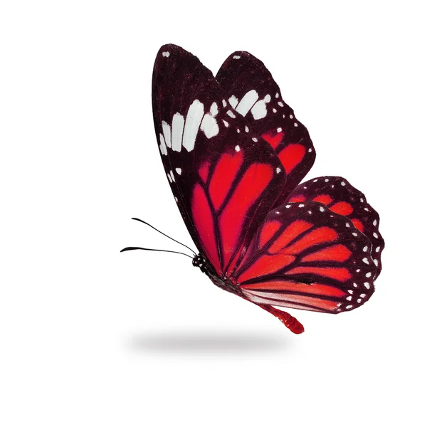 Roter Monarchfalter fliegt — Stockfoto