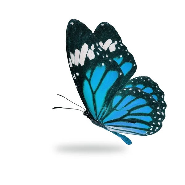 Niebieski motyl monarch pływające — Zdjęcie stockowe