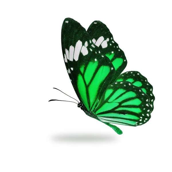 Zielony motyl monarch pływające — Zdjęcie stockowe