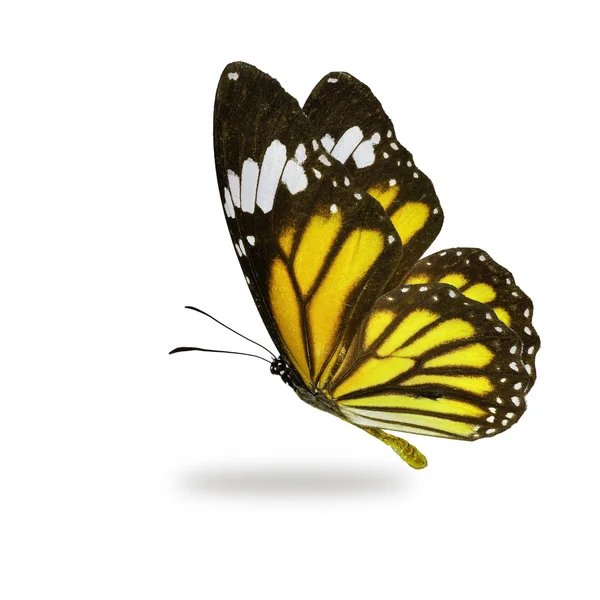 Farfalla monarca gialla che vola — Foto Stock