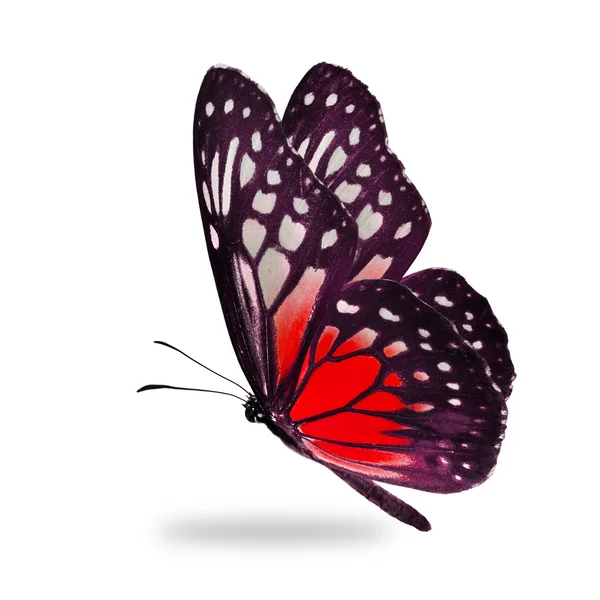 Κόκκινο πεταλούδα — Φωτογραφία Αρχείου