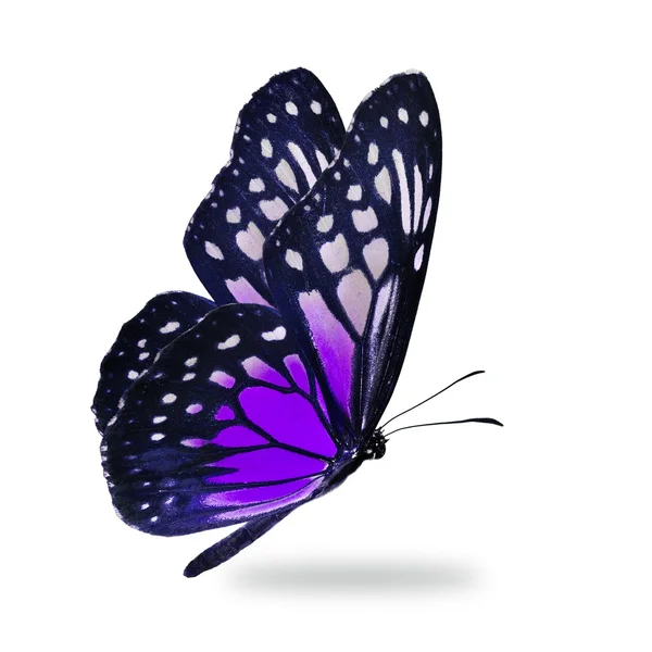 紫色の蝶 — ストック写真