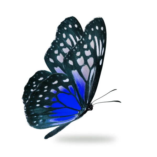 Błękitny motyl — Zdjęcie stockowe