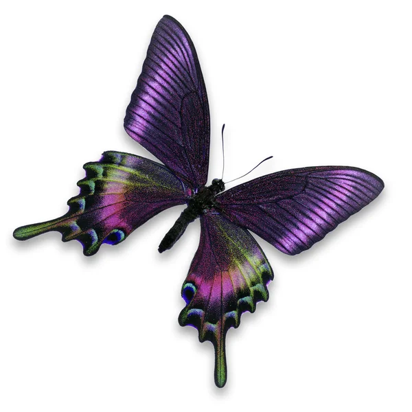 Purple butterfly — Stock Photo, Image