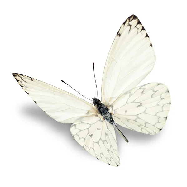 Mariposa blanca — Foto de Stock