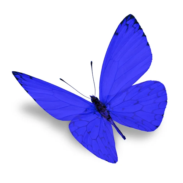 Blå fjäril — Stockfoto