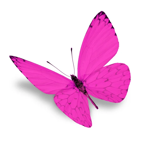 Mariposa rosa — Foto de Stock