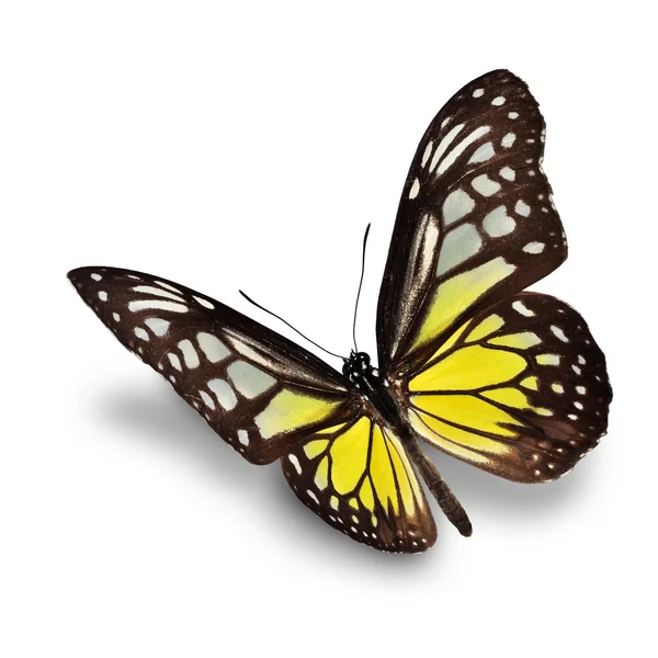 Mariposa amarilla — Foto de Stock