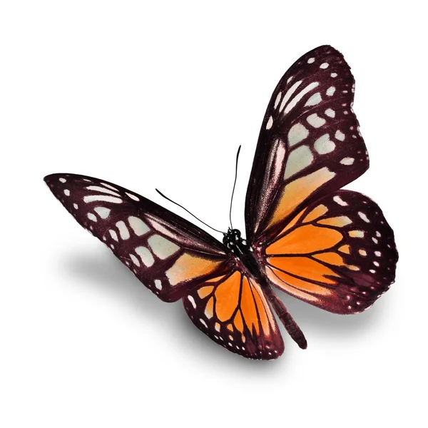 Orange butterfly — Stock Photo, Image