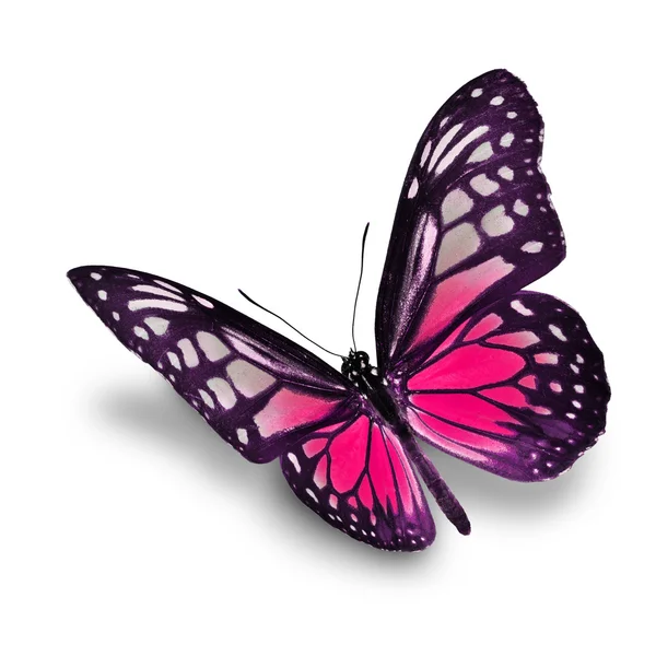 Pink butterfly — Stock Photo, Image