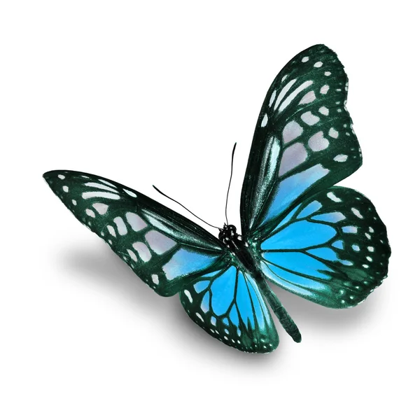 Blue butterfly — Stock Photo, Image