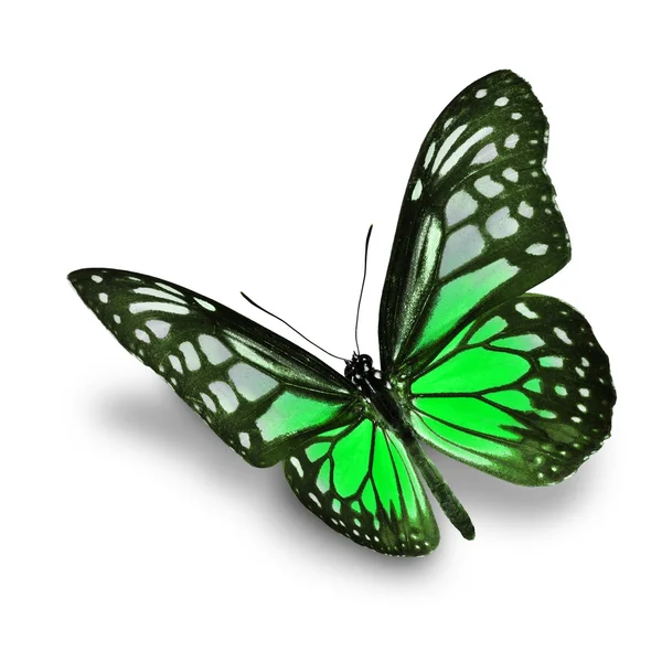 Green butterfly — Stock Photo, Image