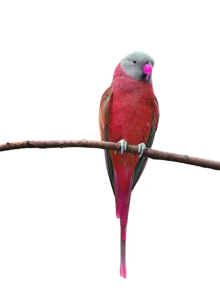 Kırmızı papağan kuş — Stok fotoğraf