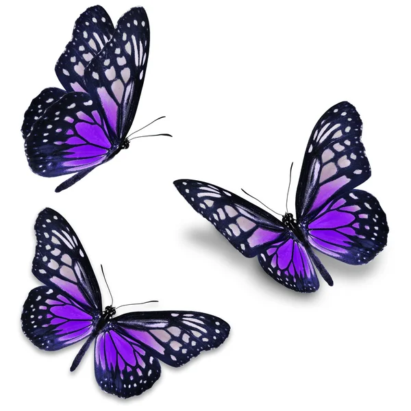 紫色の蝶 ロイヤリティフリーのストック画像