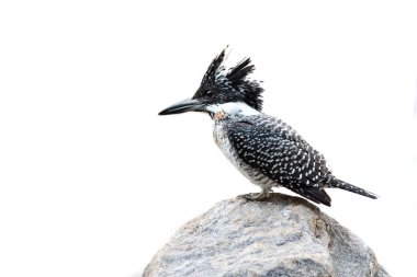 Crested Kingfisher clipart