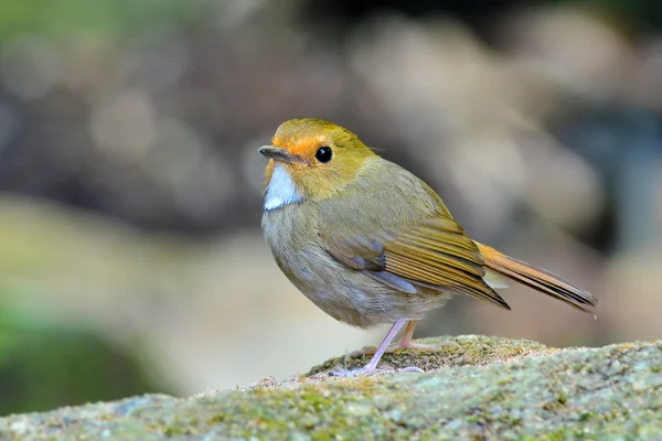 Uccello volano brufoloso-browed — Foto Stock